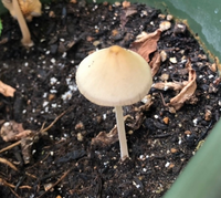 こちらのきのこは何と言うきのこでしょうか 突然プランターから生えてきて Yahoo 知恵袋