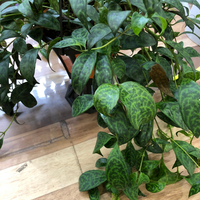 植物の名前を教えてください こちら ホームセンターで売られていたのです Yahoo 知恵袋