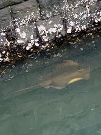 エイがいました これはアカエイですか アカエイだと思います Yahoo 知恵袋