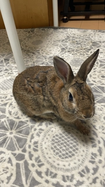 ヘビの檻に生きたウサギ 動画投稿者 餌あげ何が悪い 朝日新聞デジタル