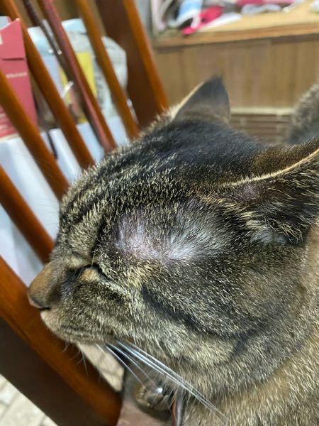 猫のうんちに細長い糸状のものが付いています。動いてはいません。これ 