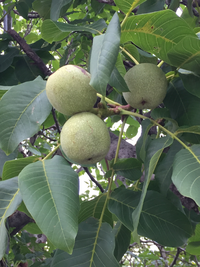 宜保愛子は定型的な詐欺師ですね 迫真の演技でしたけどね 面白かっ Yahoo 知恵袋