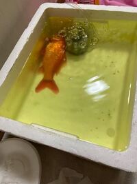 うちの金魚を助けたいです 金魚が今日の夜から横になった Yahoo 知恵袋