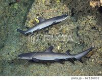 至急 このサメって オオメジロサメですか それともホ Yahoo 知恵袋