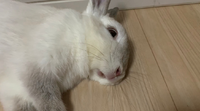 うさぎの症状について分かる方助けてください 飼っているウサギなんですが Yahoo 知恵袋