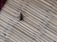 新潟県カブトムシ採取 新潟県新潟市またはその周辺の市でカブトムシが取れる場 Yahoo 知恵袋