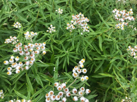 花の名前を教えてください 花が散った後なのでしょうか 9月初旬 山で撮 Yahoo 知恵袋