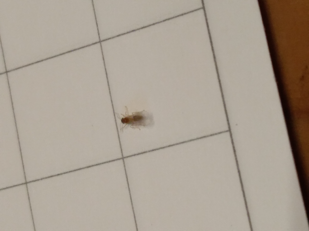家にゴキブリの赤ちゃんのような虫が出ました。 この虫はゴキ... Yahoo!知恵袋