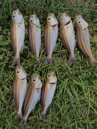 教えてください この魚何という名前でしょうか イサキの Yahoo 知恵袋