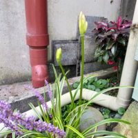 ブライダルベールの花が咲きません 吊るすタイプの鉢植えを買い 水を切ら Yahoo 知恵袋