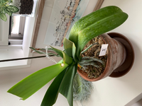 胡蝶蘭の葉焼してしまった後の対策を教えて下さい 夏の直射日光 Yahoo 知恵袋