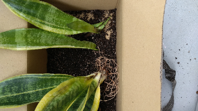 胡蝶蘭の葉焼してしまった後の対策を教えて下さい 夏の直射日光 Yahoo 知恵袋