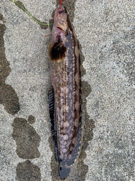 至急これはなんの魚でしょうか ブラクリ青イソメで釣れました タウエ Yahoo 知恵袋