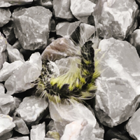 至急です 函館に住んでいます 気がついたら庭の木にアメリカシロヒト Yahoo 知恵袋