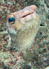 先日名古屋港水族館に行ったのですが とても可愛い魚を見つけて Yahoo 知恵袋