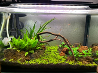 熱帯魚水槽のコケについてです 植えたばかりのキューバパールグ Yahoo 知恵袋