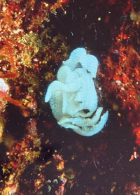 岩礁で見つけました これはなんですか 岩に張り付いていて Yahoo 知恵袋