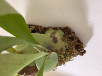 ビカクシダの貯水葉に黒い斑点が少しずつ広がってきているのです Yahoo 知恵袋