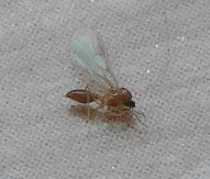 羽アリが大量発生しました 二日たち ほぼおさまってきましたが Yahoo 知恵袋