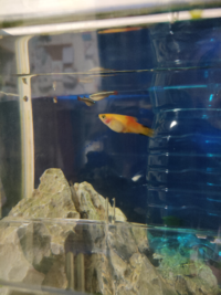 このプラティ 一昨日買ってきたのですが すでにお腹が大きく Yahoo 知恵袋