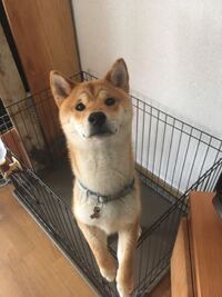 室内放し飼いはやめたほうがいいでしょうか 柴犬生後半年を飼っています 二週間 Yahoo 知恵袋