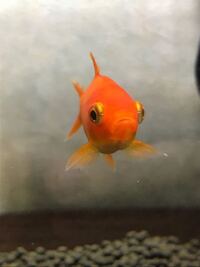 金魚 和金 を1匹飼っているのですがポップアイというものを知 Yahoo 知恵袋