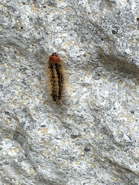 家の庭の壁で毛虫を見つけました この毛虫の名前がわからないので誰か知っ Yahoo 知恵袋