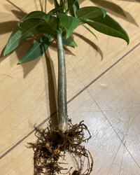 これは実生パキラでしょうか 100円ショップで買いました 最 Yahoo 知恵袋