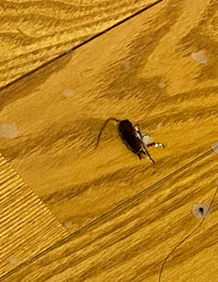 部屋に虫の卵のようなものと黒いカスが出て困ってます 添付画像で見にくいで Yahoo 知恵袋