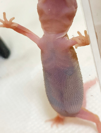 レオパ初心者です まだ赤ちゃんなんですがこのお腹は大丈夫なのでしょうか Yahoo 知恵袋