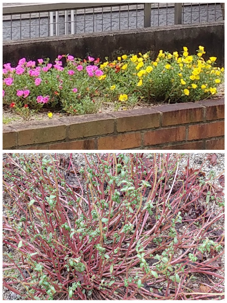 ポーチュラカの異常 今年初めてポーチュラカを植え そこそこ花も咲い Yahoo 知恵袋