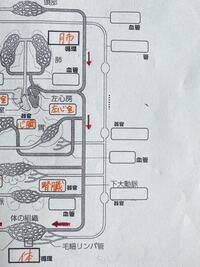 生物基礎消化器 門脈はこのイラストでいうどこですか Yahoo 知恵袋