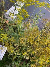 こちらの黄色と緑色の薄い枝葉と花の 植物の名前を教えてください Yahoo 知恵袋