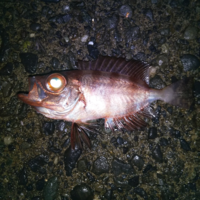 何かの稚魚なんですが
目が猫みたいに赤く光ってました
何の魚でしょうか？ 
