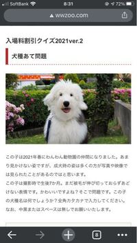 この犬の犬種 わかる方みえますか Yahoo 知恵袋