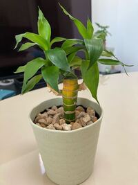 ミリオンバンブーがお亡くなりになりかけています 写真のようになってるので Yahoo 知恵袋