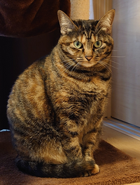 画像の猫の柄は 麦わら猫 でしょうか Yahoo 知恵袋