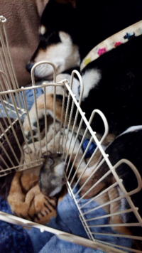 このハムスターの行動ってなんですか ハムスターが犬の足 Yahoo 知恵袋