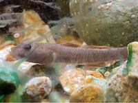 この魚はドンコ ヨシノボリ カワヨシノボリ ゴリ どれですか Yahoo 知恵袋