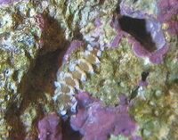 ウミケムシ シャコ ライブロックから赤紫色の虫のような生き物が Yahoo 知恵袋