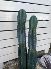 柱サボテンを地植えで育ててから3ヶ月程経ちます 写真右 Yahoo 知恵袋