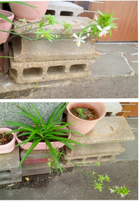 この植物は何でしょうか 白い６弁の花径2cm足らずの花を花茎 Yahoo 知恵袋