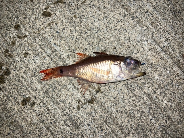 この時期のエギングについて この時期だと 朝や夕方とか夜は太刀魚釣り Yahoo 知恵袋