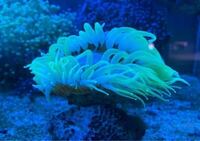 このイソギンチャクの名前を教えてください サンゴだけど Yahoo 知恵袋