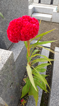 先日墓参りに行ったら墓から花が生えていました。
なぜこんなところから花が生えてくるのでしょうか？
それからこの写真の花の名前を教えて下さい。 