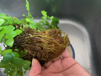 最近プミラを育て始めましたが 水栽培をしている写真を見かけました Yahoo 知恵袋