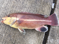 堤防から釣れたんですがこの魚の名前わかる方いますか Yahoo 知恵袋