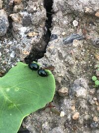 大根と白菜を家庭菜園で栽培しています 昨年はほとんど気になら Yahoo 知恵袋