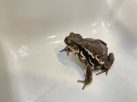 これはなにガエルですか Yahoo 知恵袋