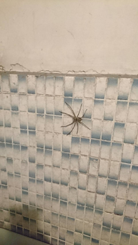 この蜘蛛って害ありますか？ 